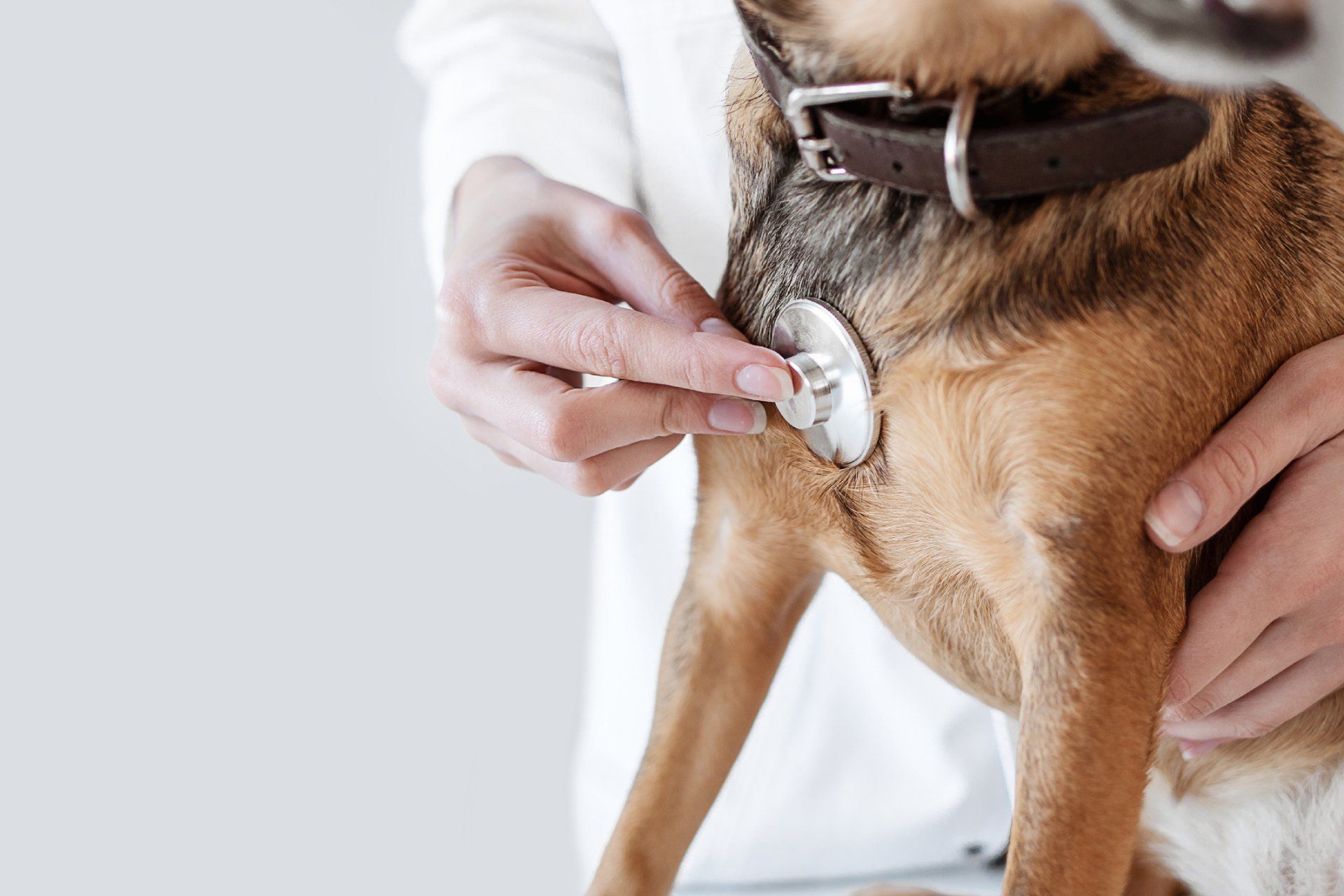 AmbulatorioVeterinariomazzocchi-gabriele