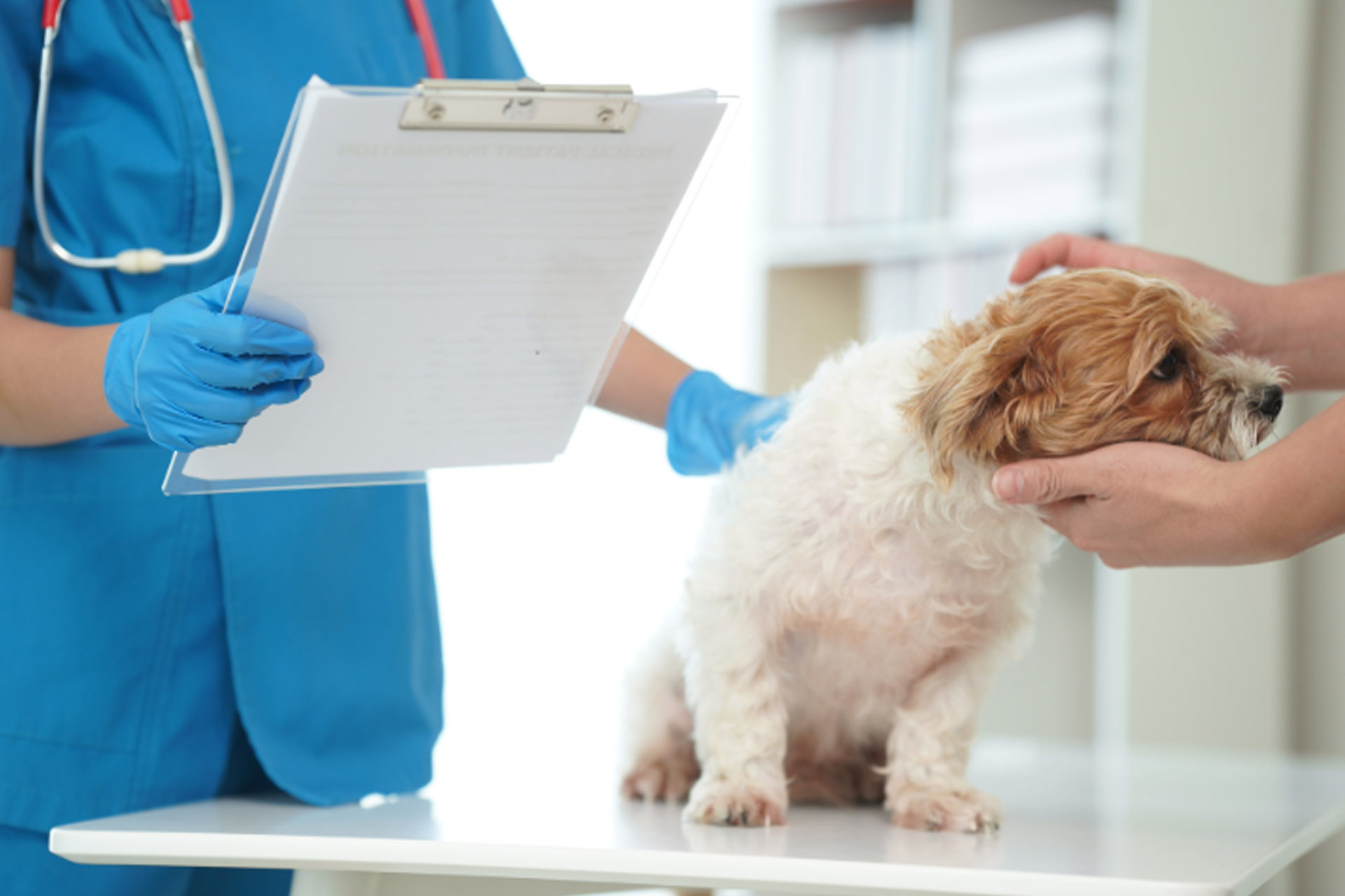 AmbulatorioVeterinariopiacenza-caorso-cremona-lodi