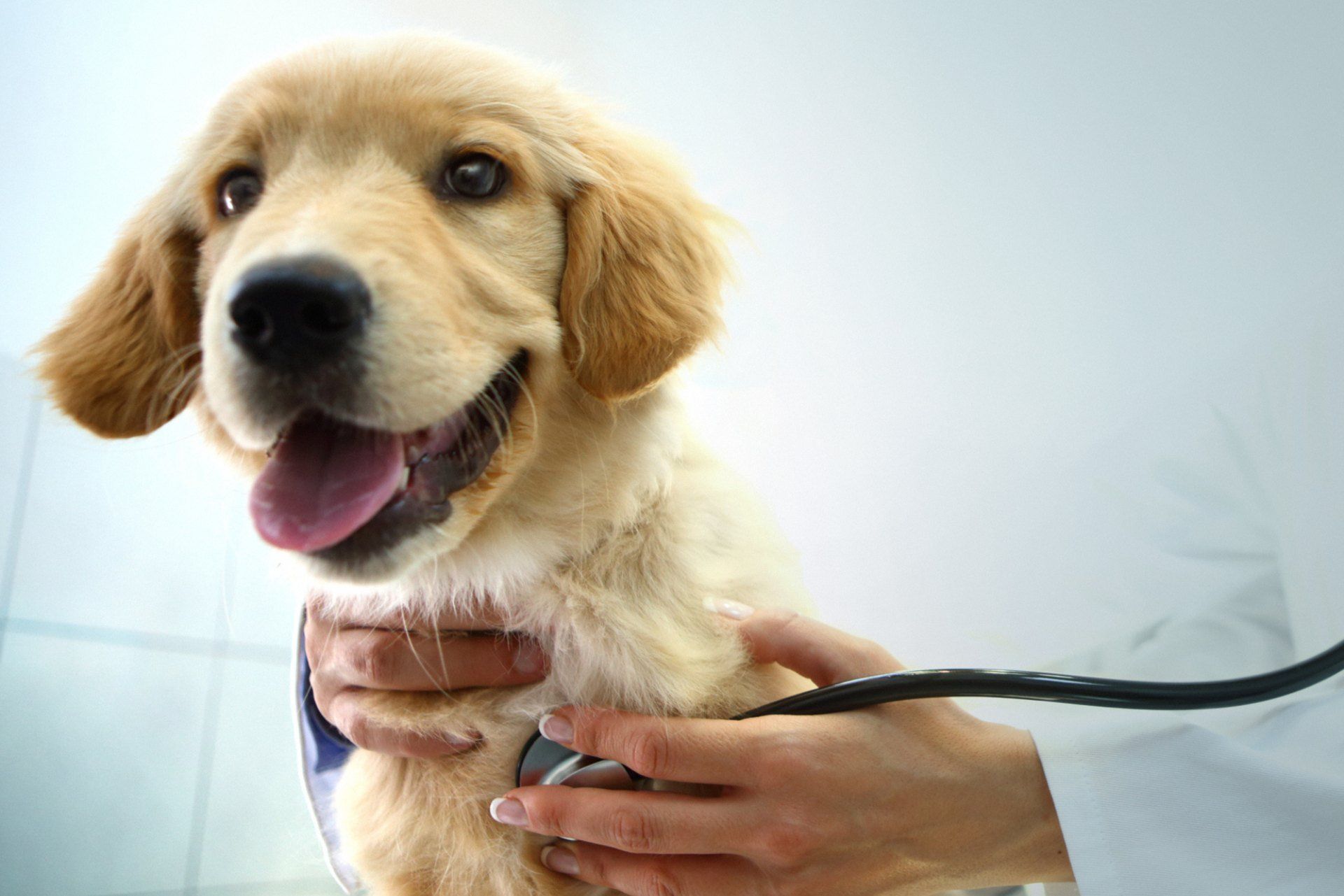 Ambulatorio+Veterinario+piacenza+caorso