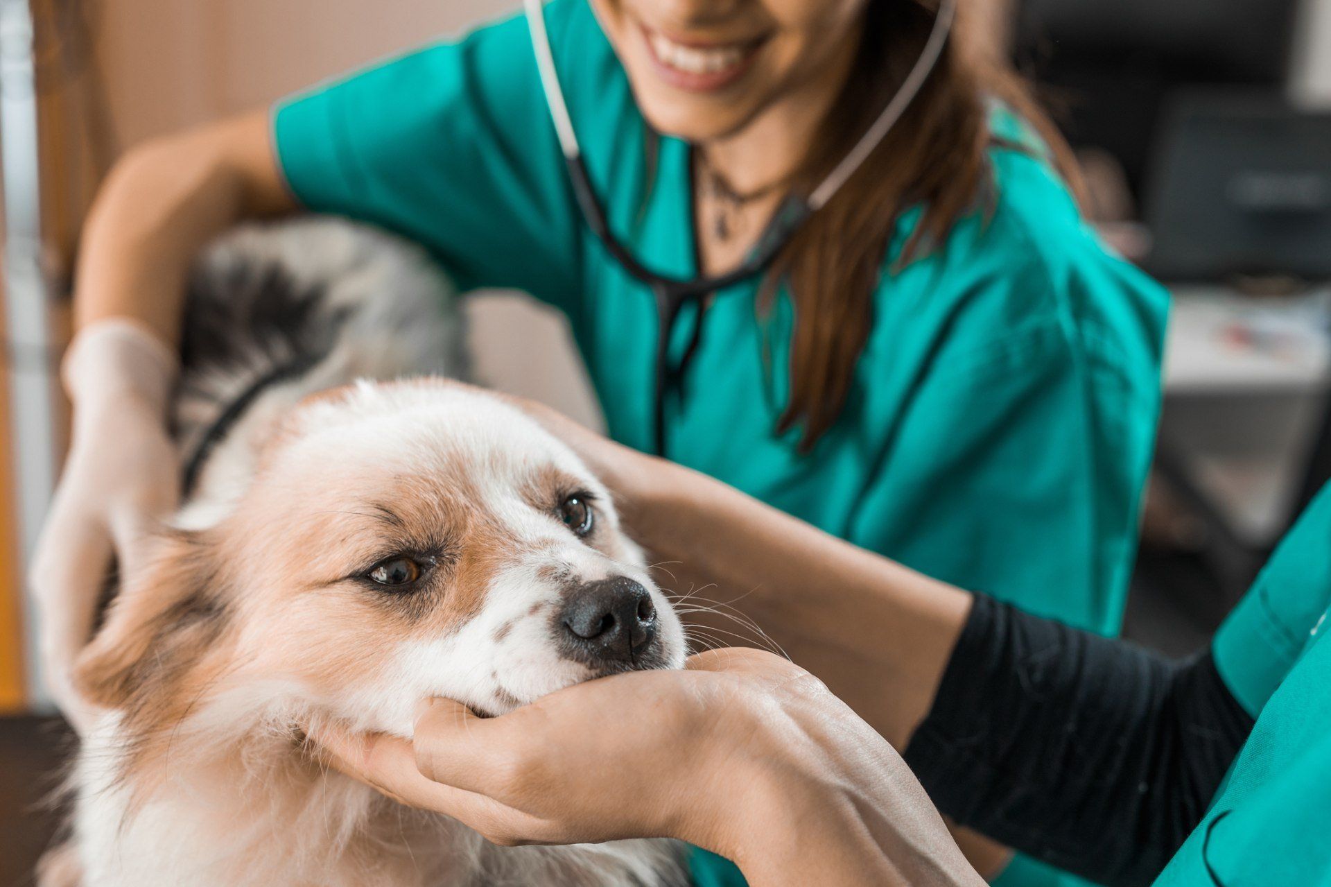 Ambulatorio+Veterinario+piacenza+caorso+mazzocchi