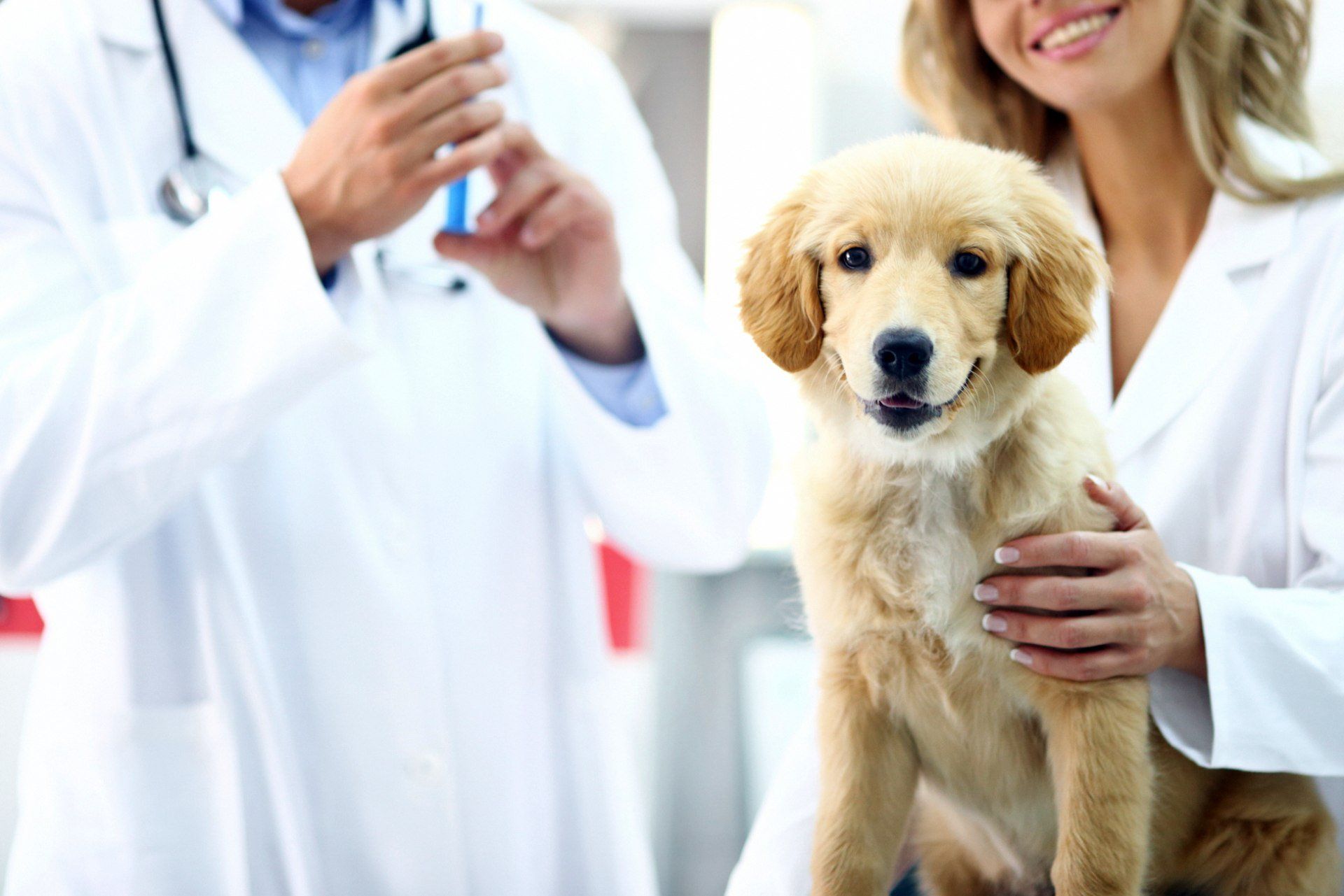Ambulatorio+Veterinario+piacenza+sterilizzazioni
