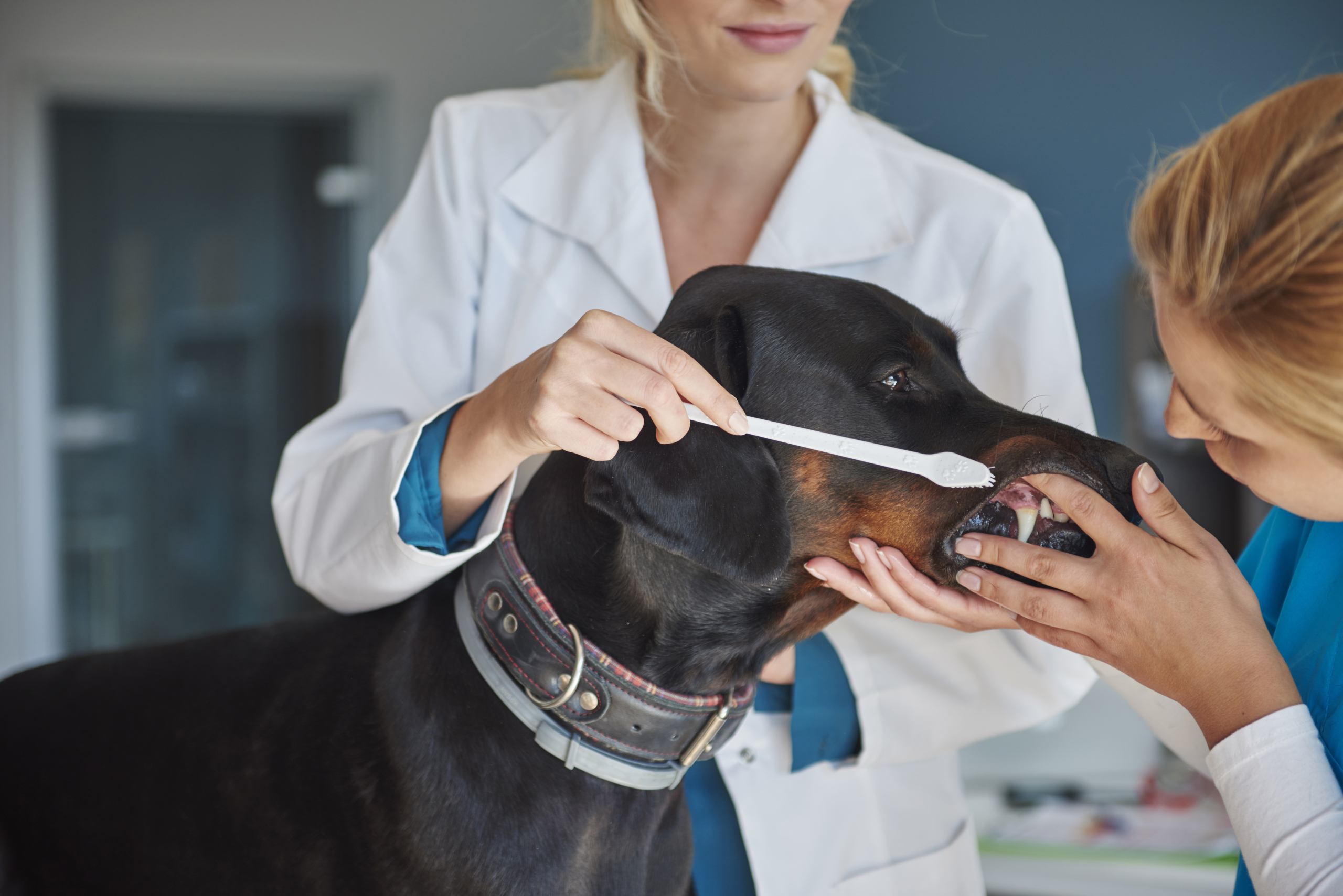 VETERINARIO ODONTOSTOMATOLOGO